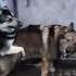 самка доминирует над самцом ч 1 волк волки волкособ хаски собаки Doglover Dogs Wolf Wolfs
