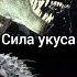 индоминус Рекс против тирекс