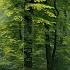 DARK FOREST Ambience And Music Sounds Of Dark Misty Forest With Ambient Music Meditation Music