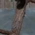 Red Pandas At Sequoia Park Zoo Wmv