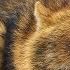 Шакал Canis Aureus Jackal Film Studio Aves