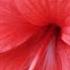 Hibiscus Bunga Raya 大红花
