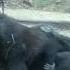 Gay Gorilla At Zoo