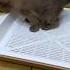 Как приучить котёнка к лотку бурма бурманская котенок котята купитькотенка приучениеклотку