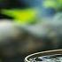 Beautiful Relaxing Music Healing Birdsong Soothing Water Sounds For Inner Calm