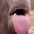 Blsh Blah Blah Shorts Funny Goat Blah DogManDoStuff
