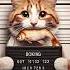 Cat Jailed For Stealing Fish Кота посадили в тьюрму за кражу рыбы Cats Cute Shorts Fannyvideo