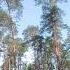 Песни в лесу Birds Girl Longdress Forest Valaam лес Song песня