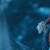 Мальчик по имени Рождество Русский трейлер Фильм 2021 Netflix