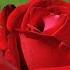 The Most Beautiful Melody In The World Relaxes The Nervous System Sergey Grischuk 28