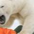 This Polar Bear Killed 9 People In 2 Minutes On April 17th 2025