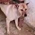 This Dog S Got A Bird Masseuse A Chicken Chauffeur Funnydogs Animalantics Cute Lol