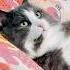 Как отпраздновать питомцы Cat котики деньрождения домашниеживотные милота юмор тренды лев