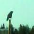 VID 20150321 1939251