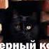 Эдгар Аллан По Черный кот