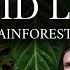 Aroid Land A Colombian Rainforest Documentary 4K