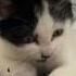 The Science Behind Cats On Catnip