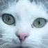 At The End Of The Season The Owners Left Their Dachas And Abandoned Their Cat To Die Of Hunger