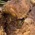 Как приготовить лосятину Рецепт мягкого вкусного ароматного мяса