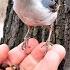 Поползень стал совсем ручным Manual Nuthatch