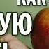 КАК ОБУЗДАТЬ БЛУДНУЮ СТРАСТЬ