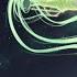 Asta And Yuno Vs Licht AMV Light Em Up