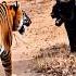 When Both Have A Same Ego Mindset Tiger Motivation