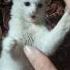 злой белый кот котенок по имени Айс Смешные коты