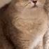 Cat Funny Happycats Catmemes Music Memes Trending Trendingshorts New Reels