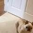 The Frenchest Bulldog Ever