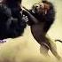 Lion Vs Silverback Gorilla Intense Animal Battle Lion Gorilla AnimalBattle Animalfight Animals
