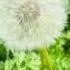 Кульбаба природа весна кульбаба Spring Flowers Nature квіти Naturelovers Garden