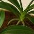 Just Sprinkle It On Top Suddenly The Flowerless Orchids Will Bloom Like Crazy