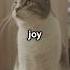 Weekend Plans Dog Vs Cat Showdown Short Cat Weekend Plan
