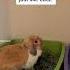5 Things I Have Learned Since Getting Rabbits Rabbit Bunny