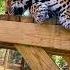 Jaguar Reaction To Catnip ADORABLE