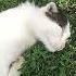 жить без кошки грустно Cat подпишись Cute