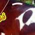 کے پی کے ہری پور کے بھای نے فوجی گوٹ فارم سے جانور خریدے اور خوشی کا اظہار کیا کہ جو جانور دکھاتے ہی