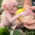 Mother Is Feeding Baby Monkey