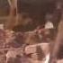 Чудесное спасение слоненка попало на видео