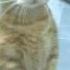 FuNny CaTs RV0L Studio