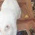 Мой смешной котик отдых на даче иногда и кот бывает послушным белый котэ Лёвушка