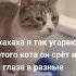 раскумар лучшее прикол Chanel юмор смех смешно рекомендации Pyf кот раскумар