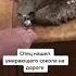 Выходили сокола