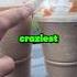 McDonald S Coffee Scam