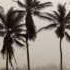 Nelson Eddy The Desert Song