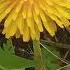 кульбаба весна квіти краса каакым Dandelion الهندباء Karahindiba Pissenlit Mniszek Lekarski квітень