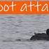 Coots And Their Aggressive Instincts Coot Attacks Coot Babies Birdlife BibBobBib
