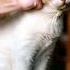 Cute Cat Funny Song Shorts