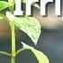 Smart Irrigation For Smart Home